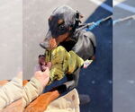Small #3 Doberman Pinscher