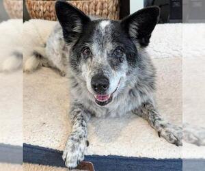 Mutt Dogs for adoption in San Antonio, TX, USA