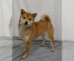 Mother of the Shiba Inu puppies born on 03/13/2024