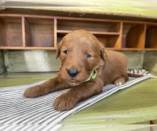 Medium Photo #9 Goldendoodle Puppy For Sale in WOODBURN, IN, USA