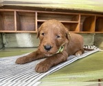 Small #1 Goldendoodle