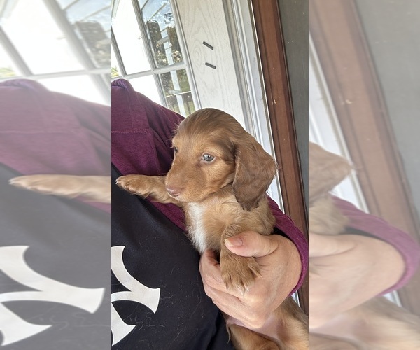 Medium Photo #2 Dachshund Puppy For Sale in CHECOTAH, OK, USA