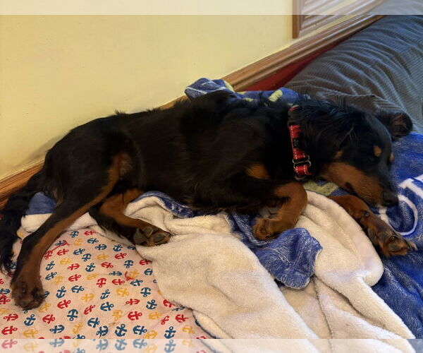 Medium Photo #4 Australian Shepherd-Miniature Pinscher Mix Puppy For Sale in Omaha, NE, USA