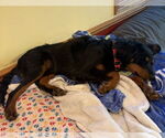 Small #3 Australian Shepherd-Miniature Pinscher Mix