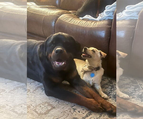 Medium Photo #7 Rottweiler Puppy For Sale in White Hall, AR, USA