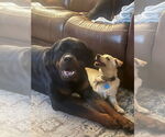Small #6 Rottweiler