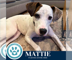 Small #4 Boxer Mix