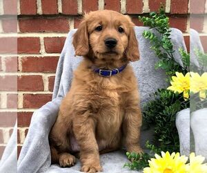 Goldendoodle-Poodle (Miniature) Mix Puppy for sale in NEW HOLLAND, PA, USA