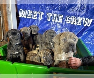 Cane Corso Puppy for sale in MELROSE PARK, IL, USA