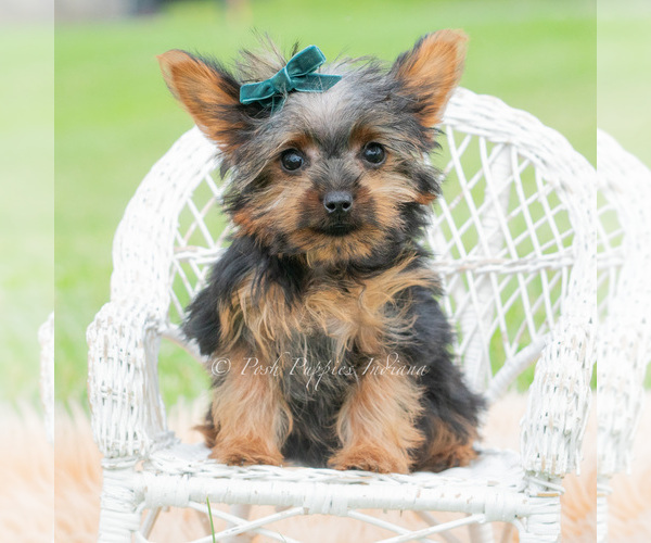 Medium Photo #3 Yorkshire Terrier Puppy For Sale in WARSAW, IN, USA