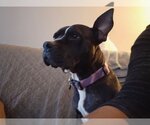 Small #8 American Pit Bull Terrier Mix