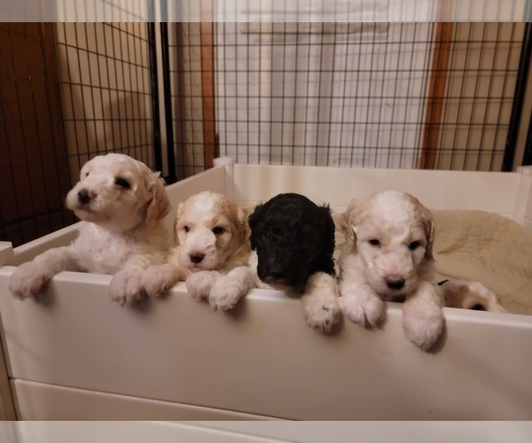 Medium Photo #8 Poodle (Standard) Puppy For Sale in ASHBY, MN, USA