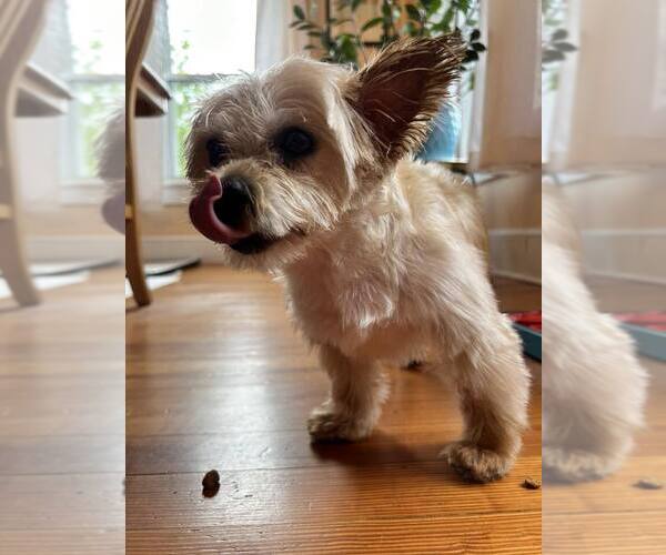 Medium Photo #7 Mutt Puppy For Sale in New York, NY, USA