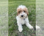 Small #35 Poodle (Miniature)