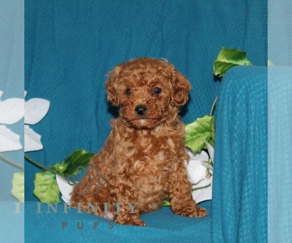 Medium Photo #4 Goldendoodle (Miniature) Puppy For Sale in OXFORD, PA, USA