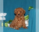 Small #3 Goldendoodle (Miniature)