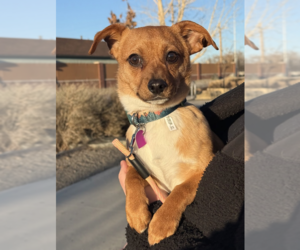 Chihuahua-Unknown Mix Dogs for adoption in Aurora, CO, USA
