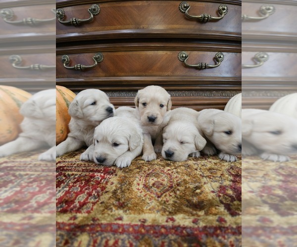 Medium Photo #10 Golden Retriever Puppy For Sale in ELVERTA, CA, USA