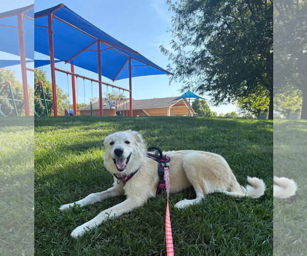 Medium Photo #7 Great Pyrenees-Unknown Mix Puppy For Sale in Germantown, OH, USA