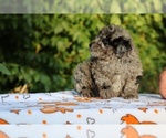 Small #2 Poodle (Toy)