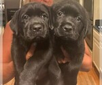 Small #8 Labrador Retriever