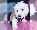 Small Photo #11 Maltipoo Puppy For Sale in DURHAM, CT, USA