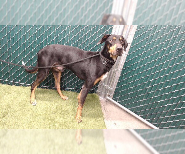 Medium Photo #1 Doberman Pinscher Puppy For Sale in Downey, CA, USA