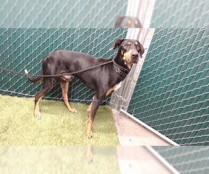 Doberman Pinscher Dogs for adoption in Downey, CA, USA