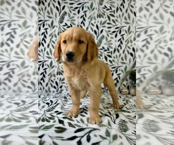 Medium Photo #6 Golden Retriever Puppy For Sale in GREENFIELD, IN, USA