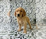 Small #5 Golden Retriever