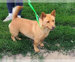 Medium Pembroke Welsh Corgi Mix