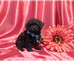 Small Photo #5 Poodle (Toy) Puppy For Sale in OSCEOLA, MO, USA