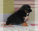 Small #10 Miniature Australian Shepherd