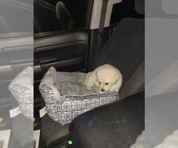 Medium Photo #1 Labrador Retriever Puppy For Sale in DIVIDE, CO, USA