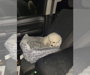 Labrador Retriever Puppy for sale in DIVIDE, CO, USA