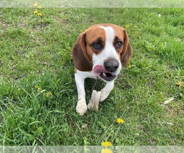 Medium Photo #1 Beagle Puppy For Sale in BONNERS FERRY, ID, USA