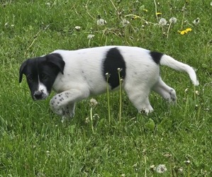 Medium Border Collie-German Shorthaired Pointer Mix