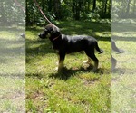 Small #1 German Shepherd Dog Mix