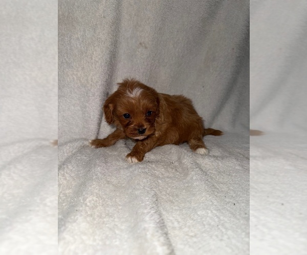 Medium Photo #3 Cavapoo (Miniature) Puppy For Sale in MUNFORDVILLE, KY, USA