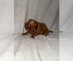 Small #2 Cavapoo (Miniature)
