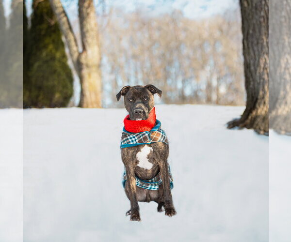 Medium Photo #15 Mutt Puppy For Sale in Unionville, PA, USA
