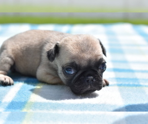 Pug Puppy for sale in PALM COAST, FL, USA