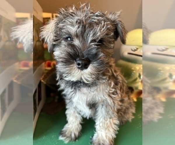 Medium Photo #2 Schnauzer (Miniature) Puppy For Sale in LAWRENCE, MI, USA