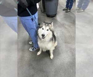 Alaskan Malamute-Unknown Mix Dogs for adoption in Forestville, MD, USA