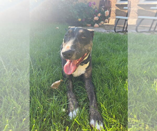 Medium Photo #11 Bull Terrier-Unknown Mix Puppy For Sale in Sandy, UT, USA