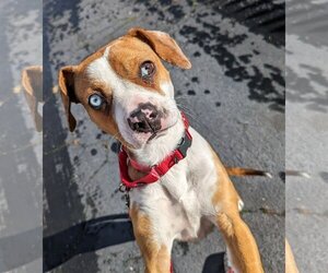 Bogle Dogs for adoption in Oakhurst, NJ, USA