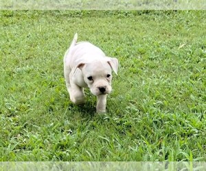 American Bully Puppy for sale in WATERLOO, SC, USA