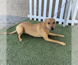 Doberman Pinscher-Unknown Mix Dogs for adoption in Modesto, CA, USA