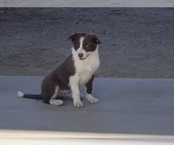 Medium Photo #2 Border Collie Puppy For Sale in PERRIS, CA, USA