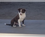 Small Photo #2 Border Collie Puppy For Sale in PERRIS, CA, USA